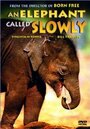 Фильм «An Elephant Called Slowly» смотреть онлайн фильм в хорошем качестве 1080p