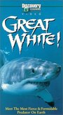 Фильм «Great White» скачать бесплатно в хорошем качестве без регистрации и смс 1080p