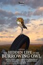 Мультфильм «The Hidden Life of the Burrowing Owl» скачать бесплатно в хорошем качестве без регистрации и смс 1080p