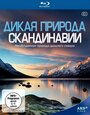 «Дикая природа Скандинавии» трейлер сериала в хорошем качестве 1080p