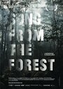 Song from the Forest (2013)